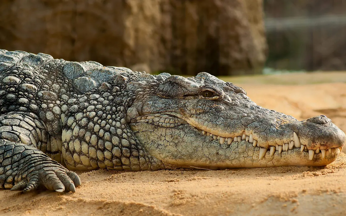 Cocodrilos de Tampico están en época de nacimientos